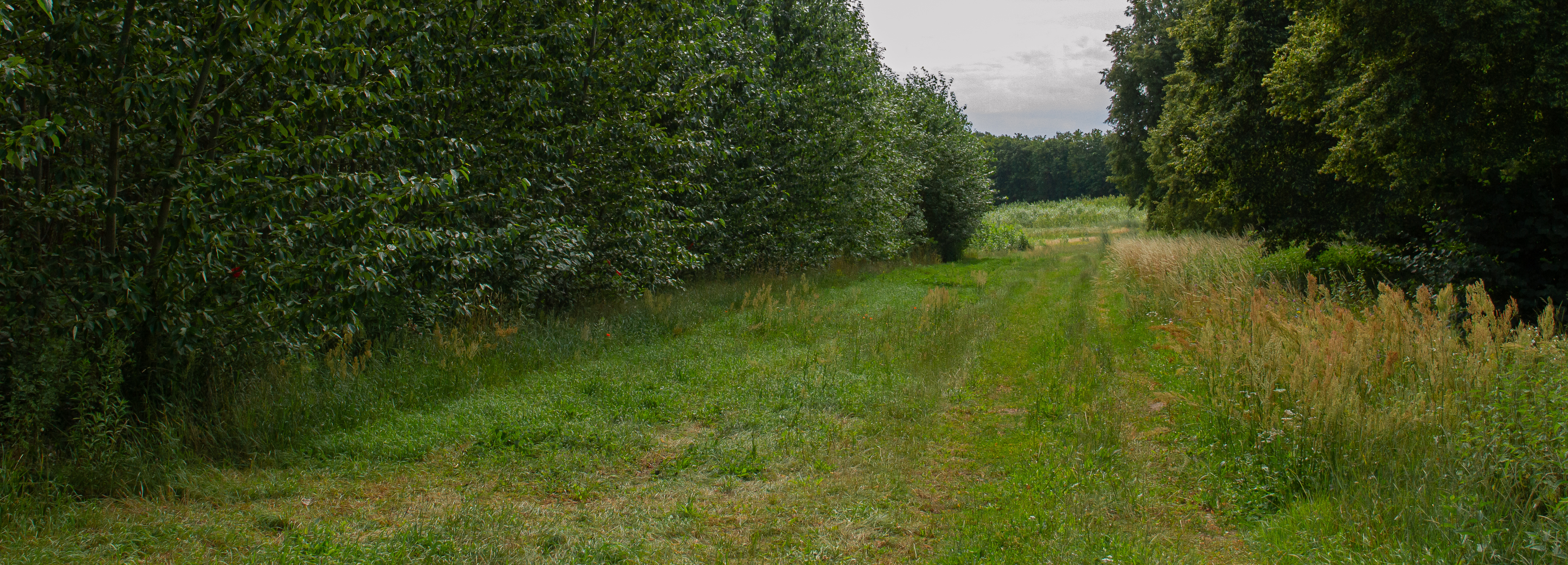 Kurzumtriebsplantage, welche als Versuchsfläche für das Projekt "Tree Digital Twins dient."